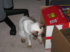 more kittens